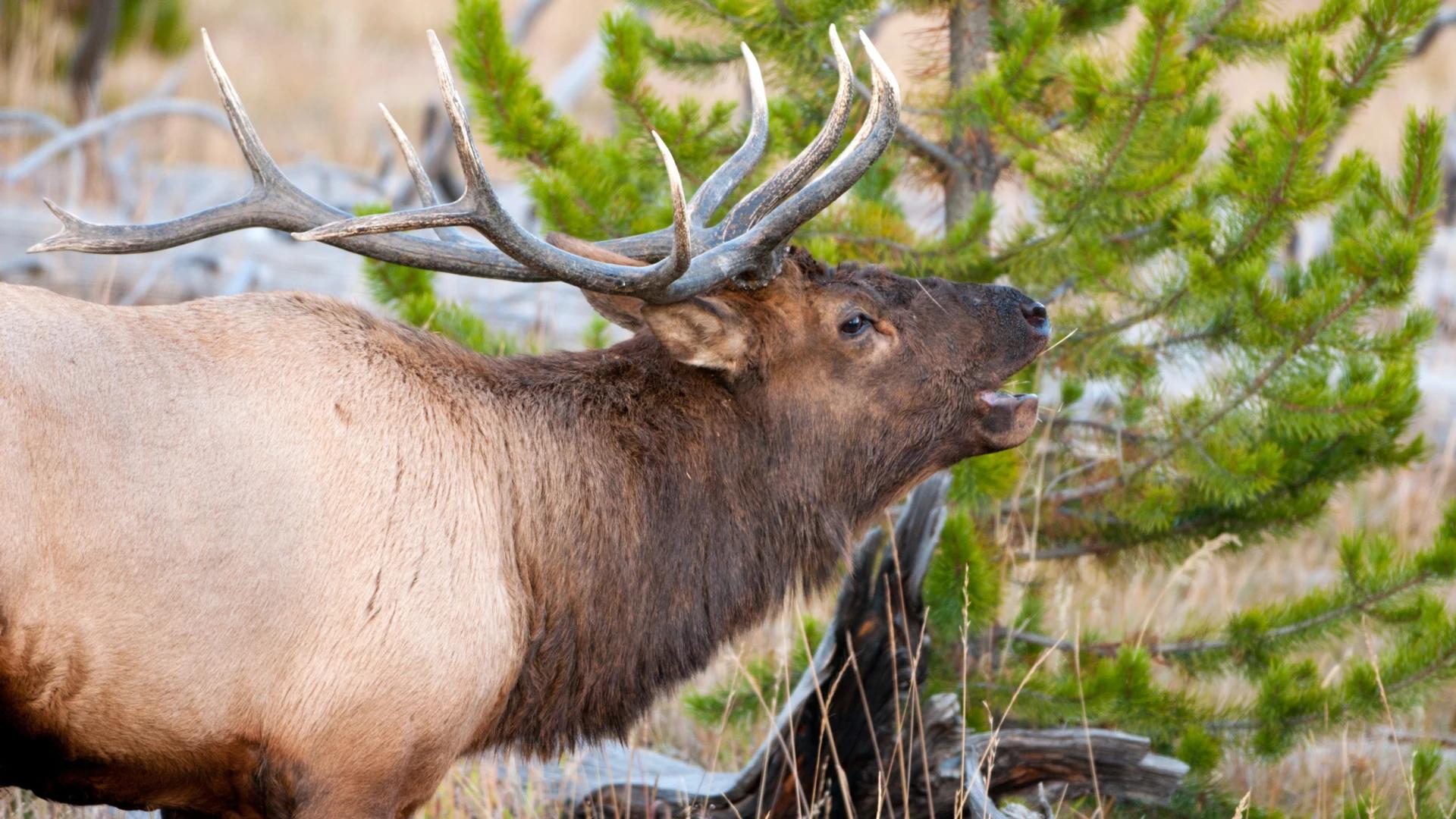 2024 Oregon elk and antelope application strategy article