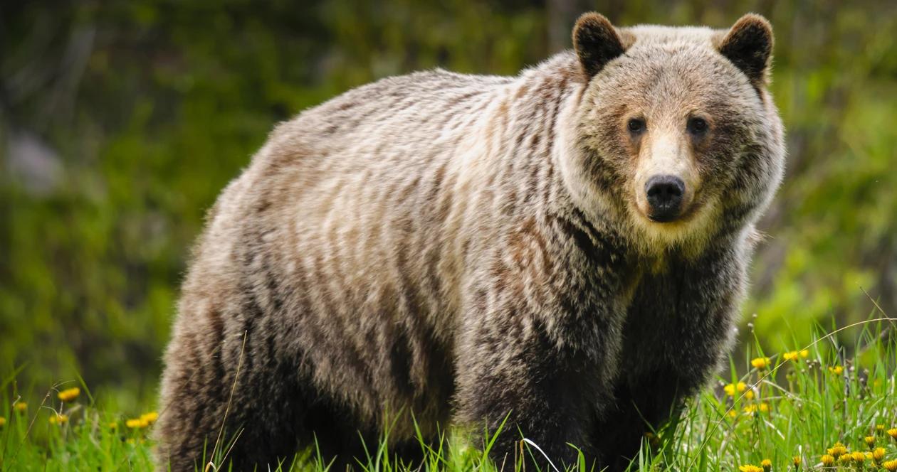 Wyoming close to approving grizzly hunt regulations
