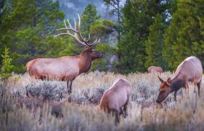 APPLICATION STRATEGY 2017: New Mexico Elk, Deer, Antelope