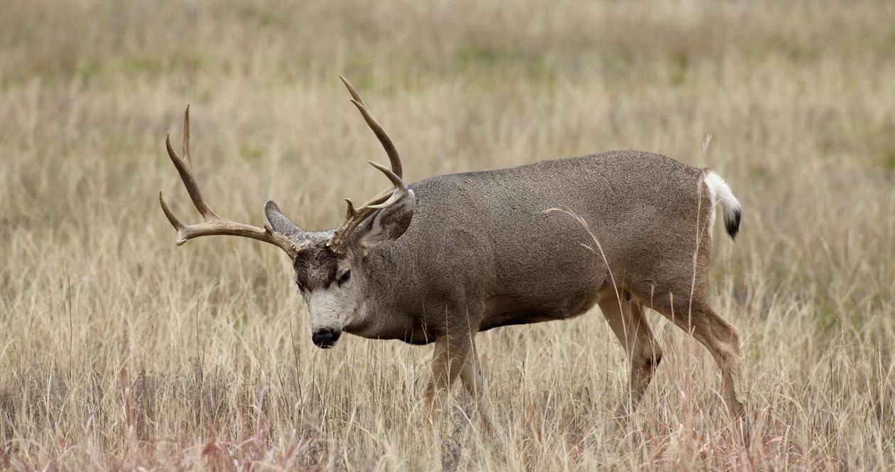 Wyoming mule deer migration h1_0