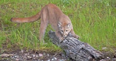 New initiative targets colorado mountain lion hunting 1