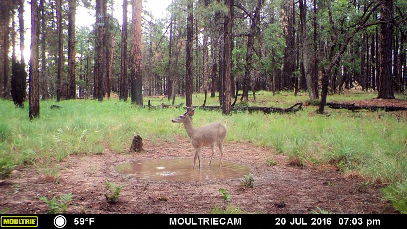 Coues deer in a small water catchment