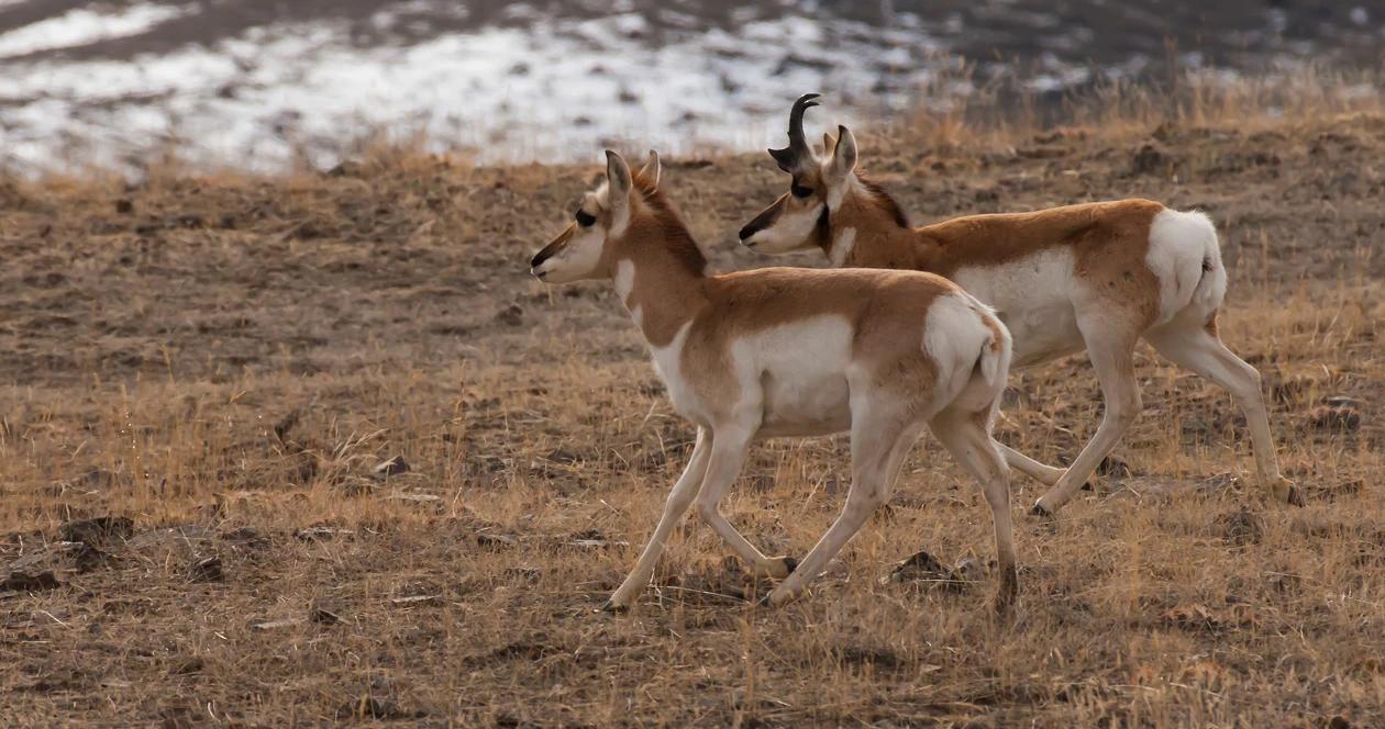 Antelope hunts montana h1