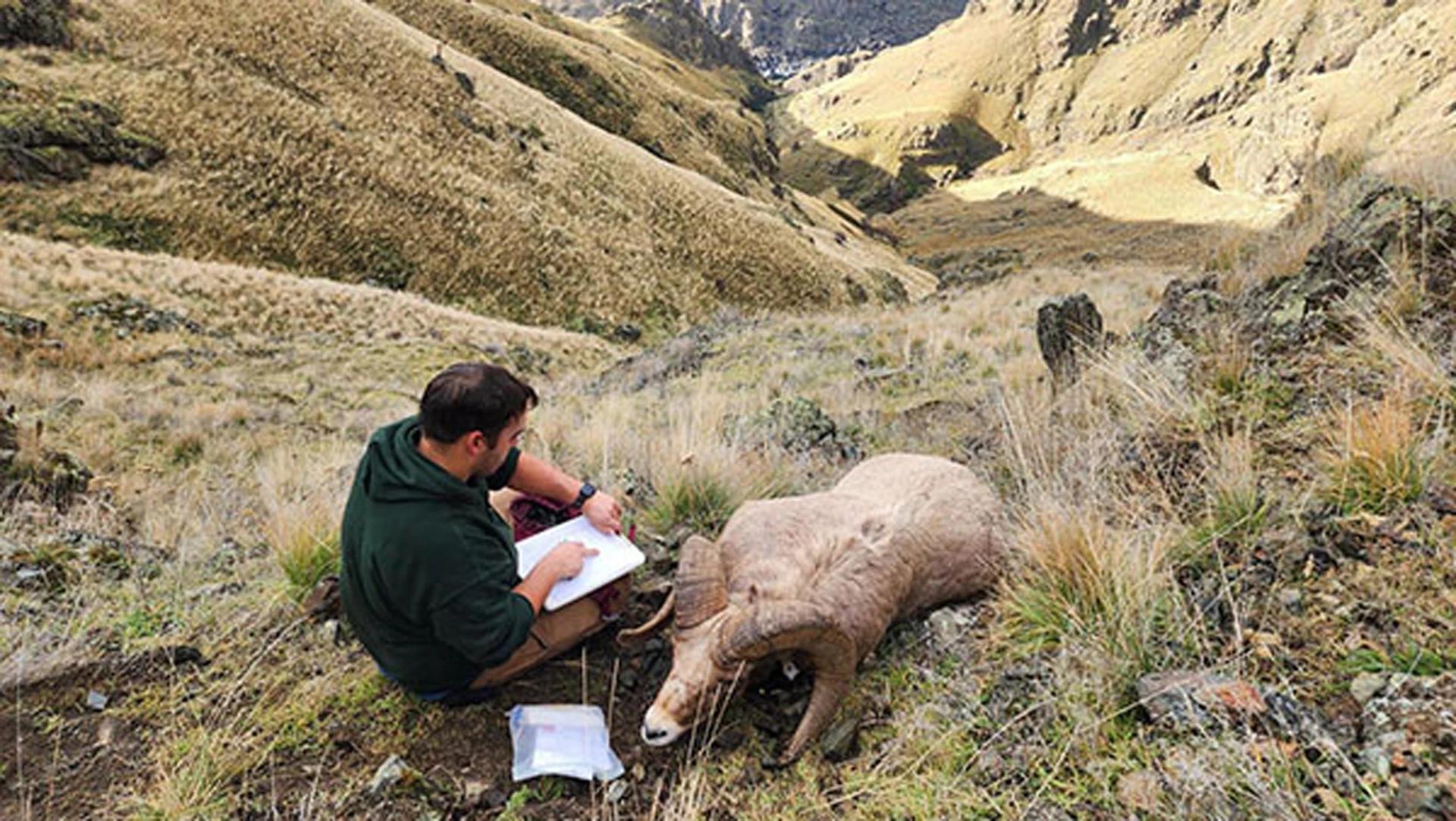 Bighorn sheep pneumonia outbreak detected in northern Hells Canyon