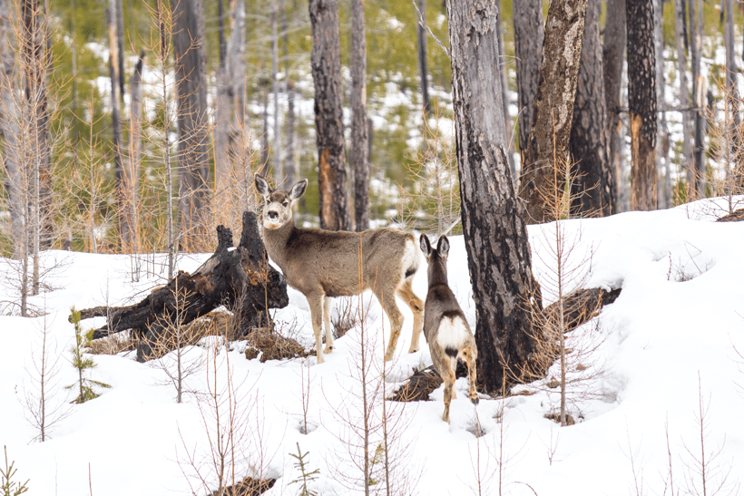 Wintering mule deer