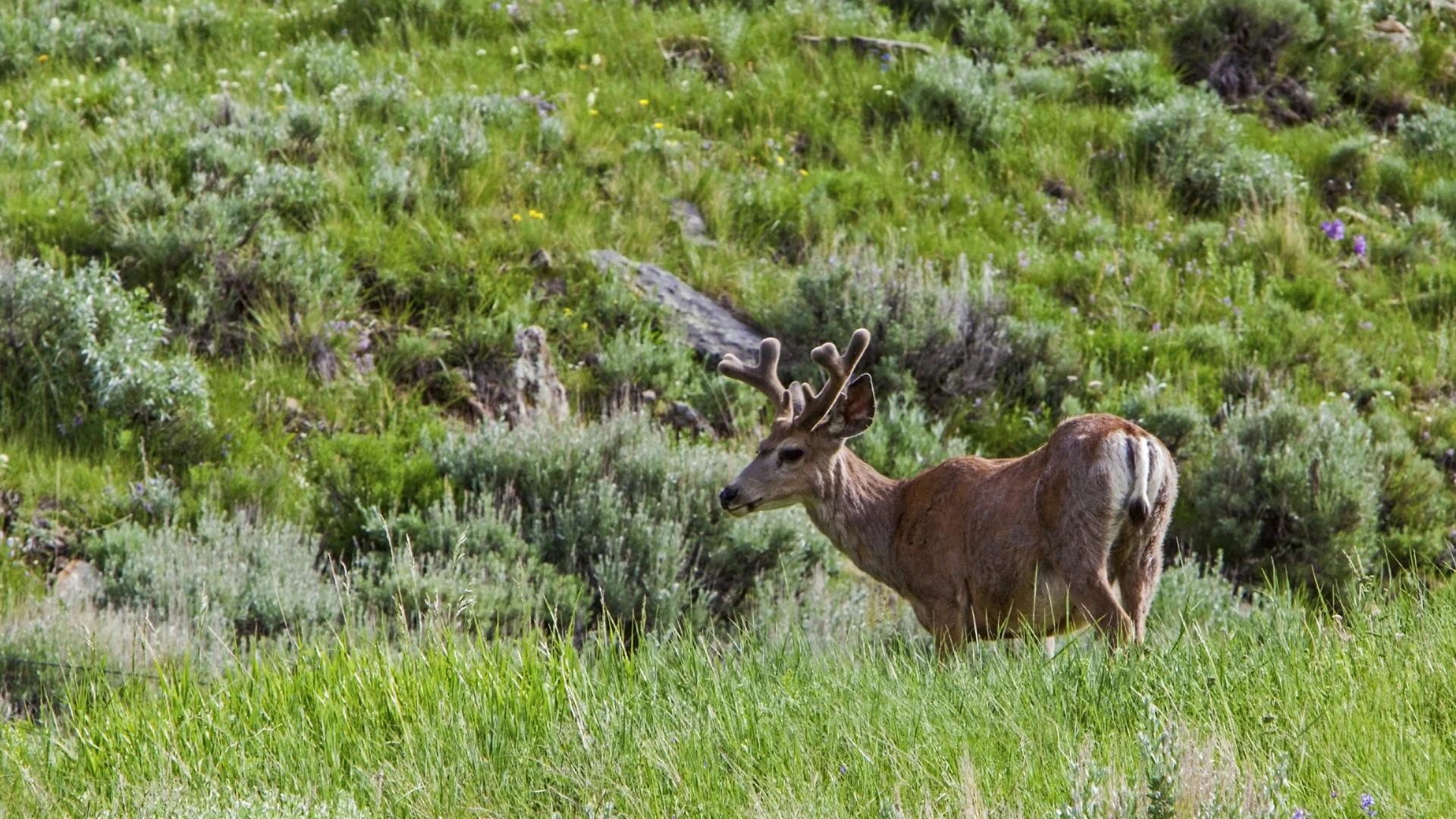 List of 2024 Nevada hunting tags available in the second draw