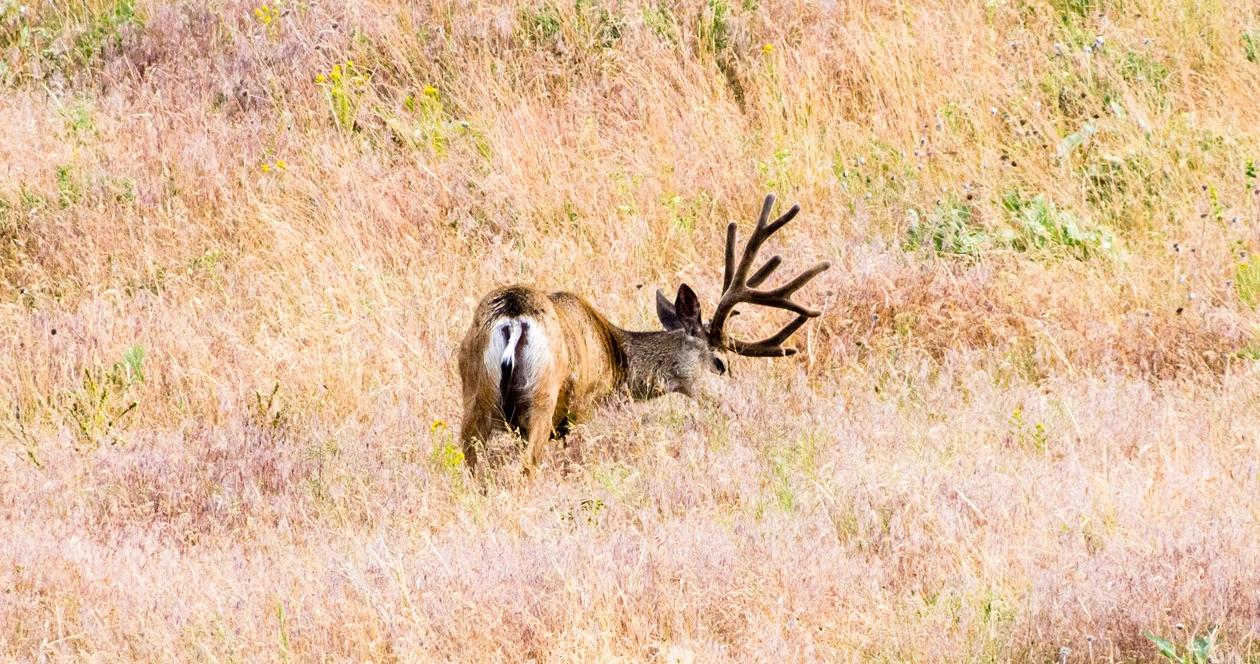 Idaho july 2023 returned deer and elk tags 1