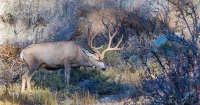 California plans to cull 2,000 mule deer on Catalina Island