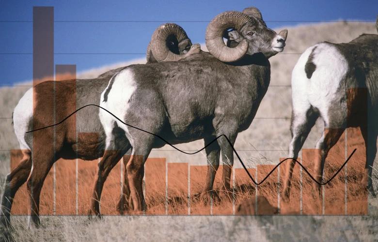 Band of bighorn sheep rams 1