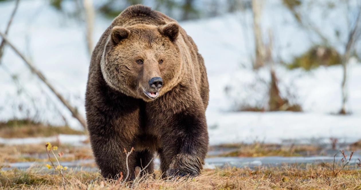 Grizzly bears montana depredation h1