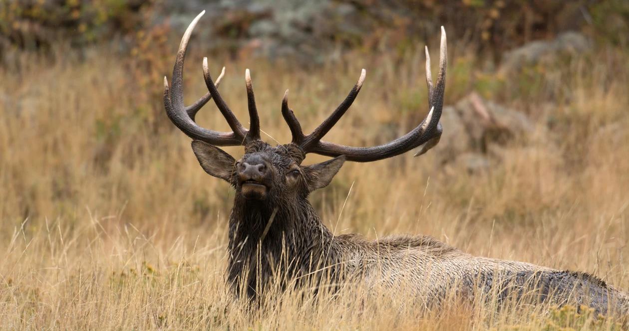 Elk beheaded in montana h1