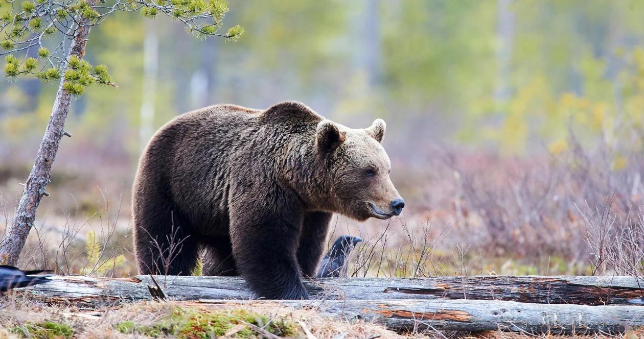 Women killed by grizzly attack near west yellowstone 1
