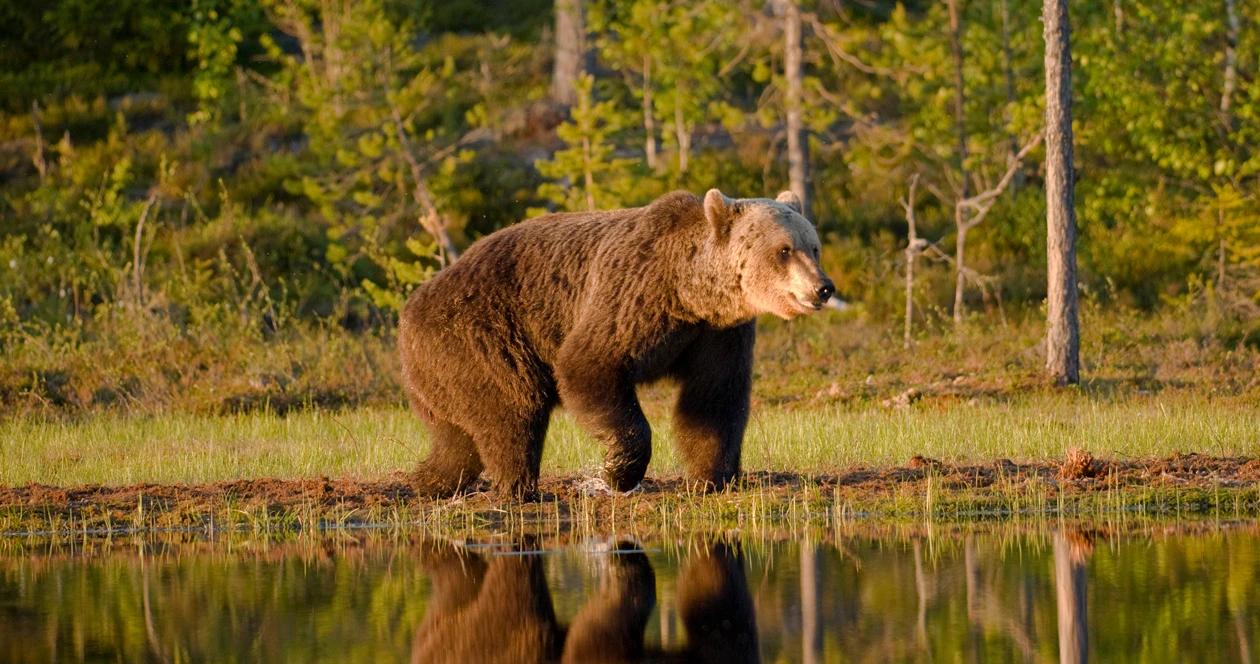 Yellowstone grizzly bear count h1_0