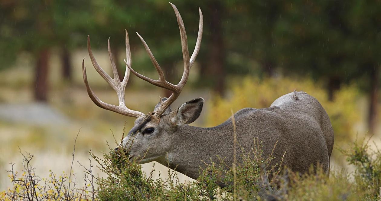 Idaho cwd mule deer h1