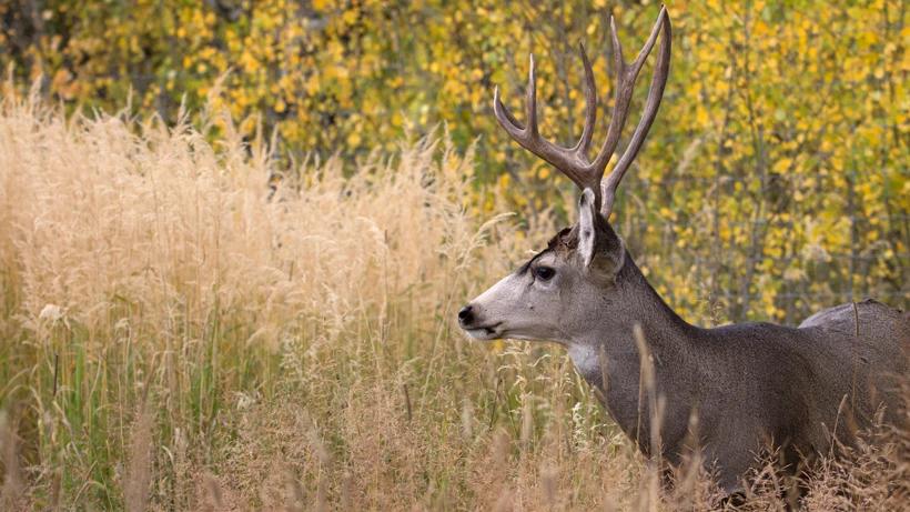 Wyoming cwd infected mule deer