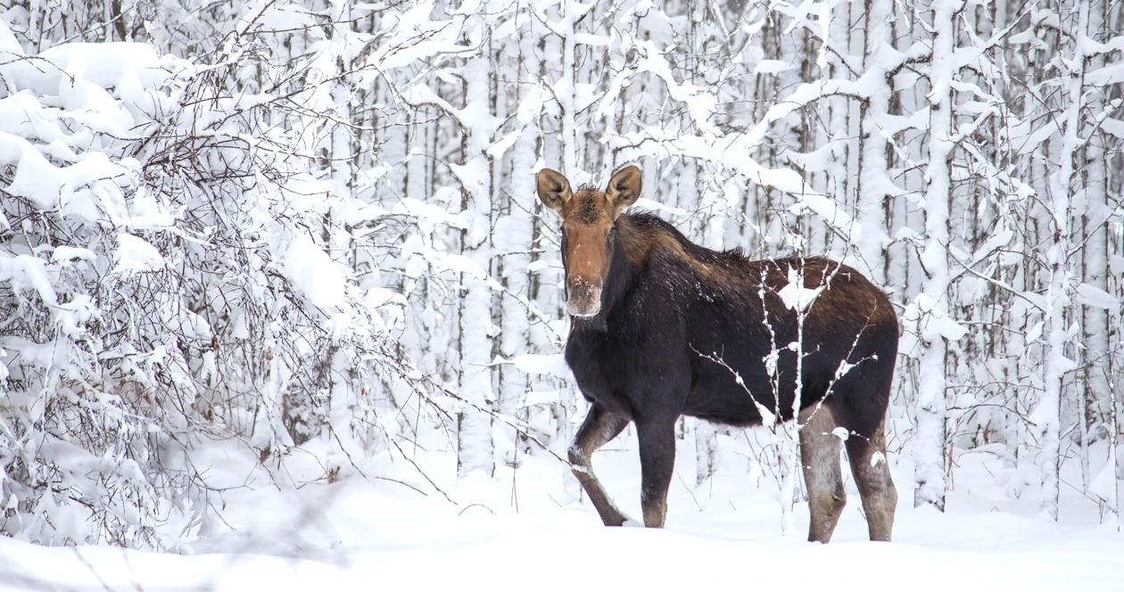 Colorado poached moose h1