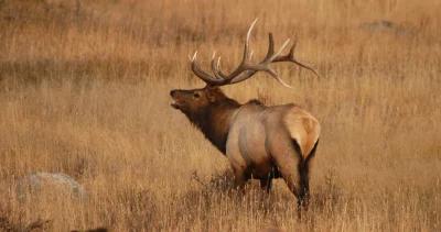 2023 nevada elk and antelope application strategy 1