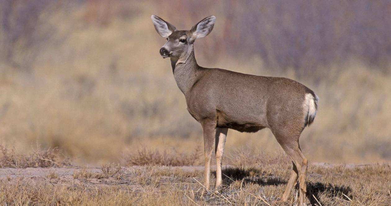 Montana severely cuts mule deer doe licenses this season 1