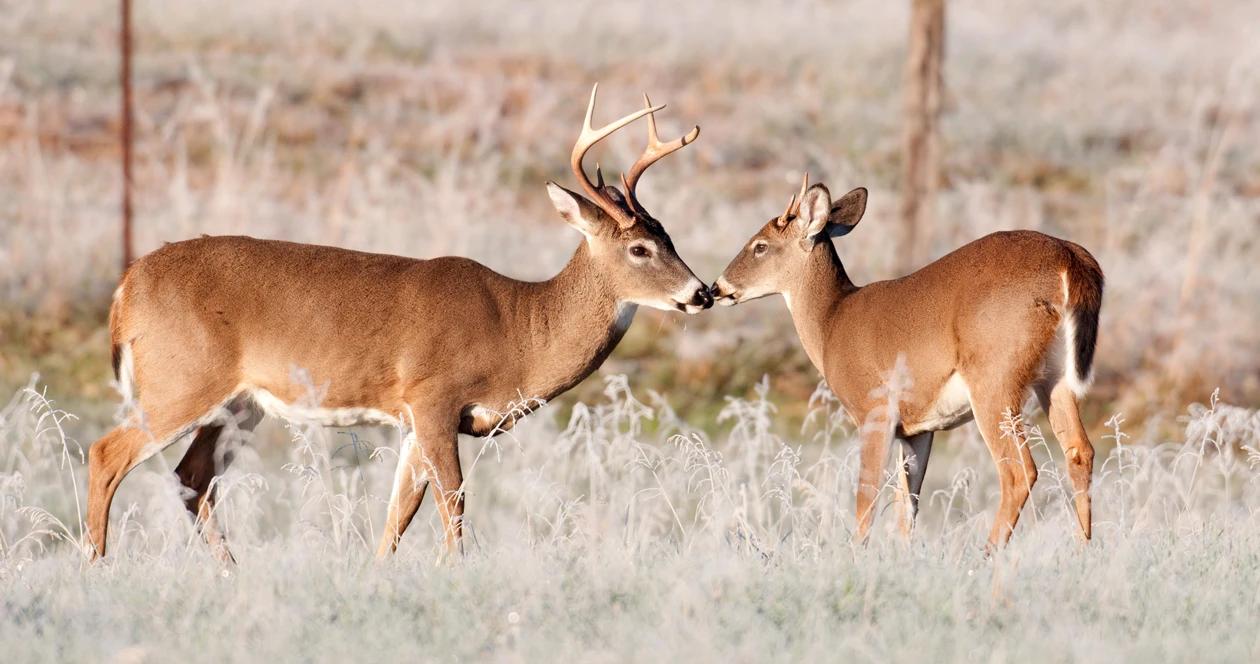 North dakota poaching multiple deer h1