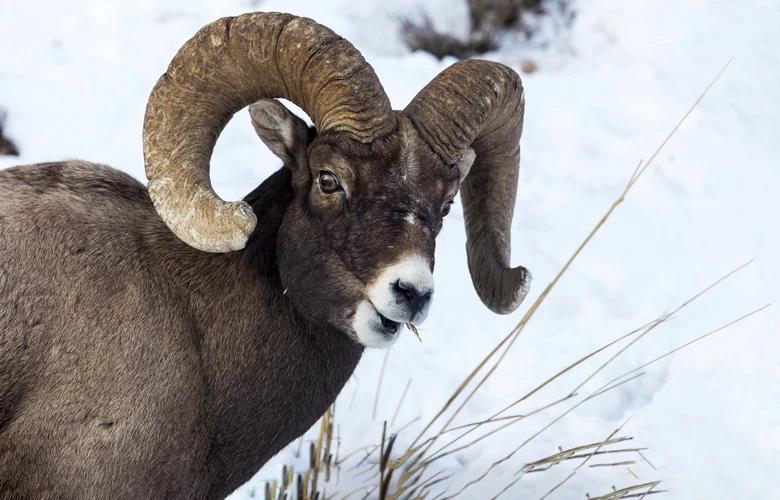 Montana bighorn sheep 1_0