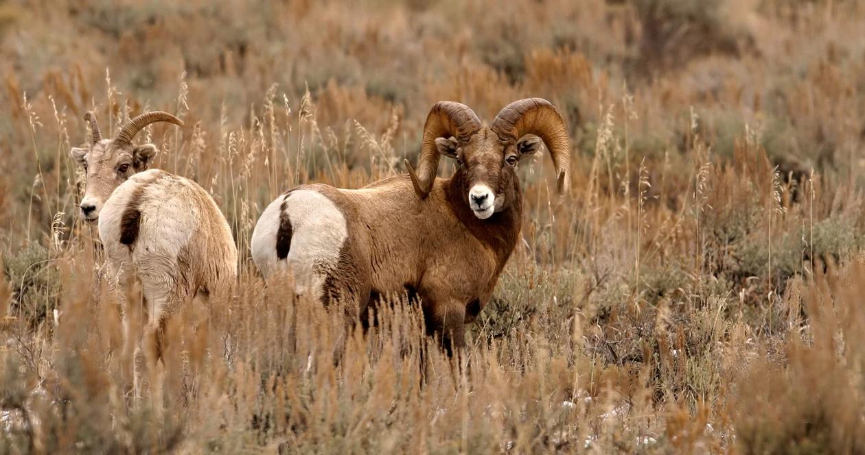 Bighorn sheep wyoming hunting h1