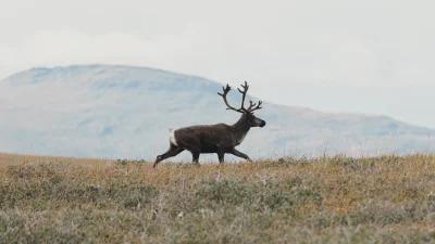 Caribou hunting in Alaska under fire
