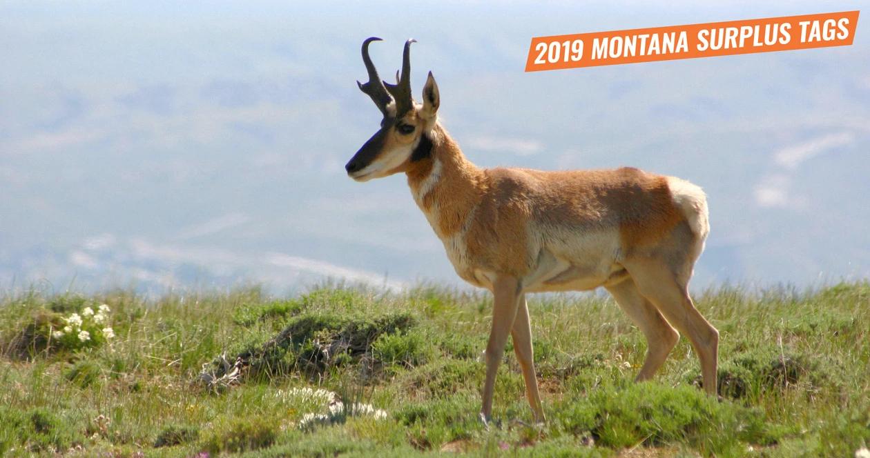 2019 montana surplus antelope licenses 1