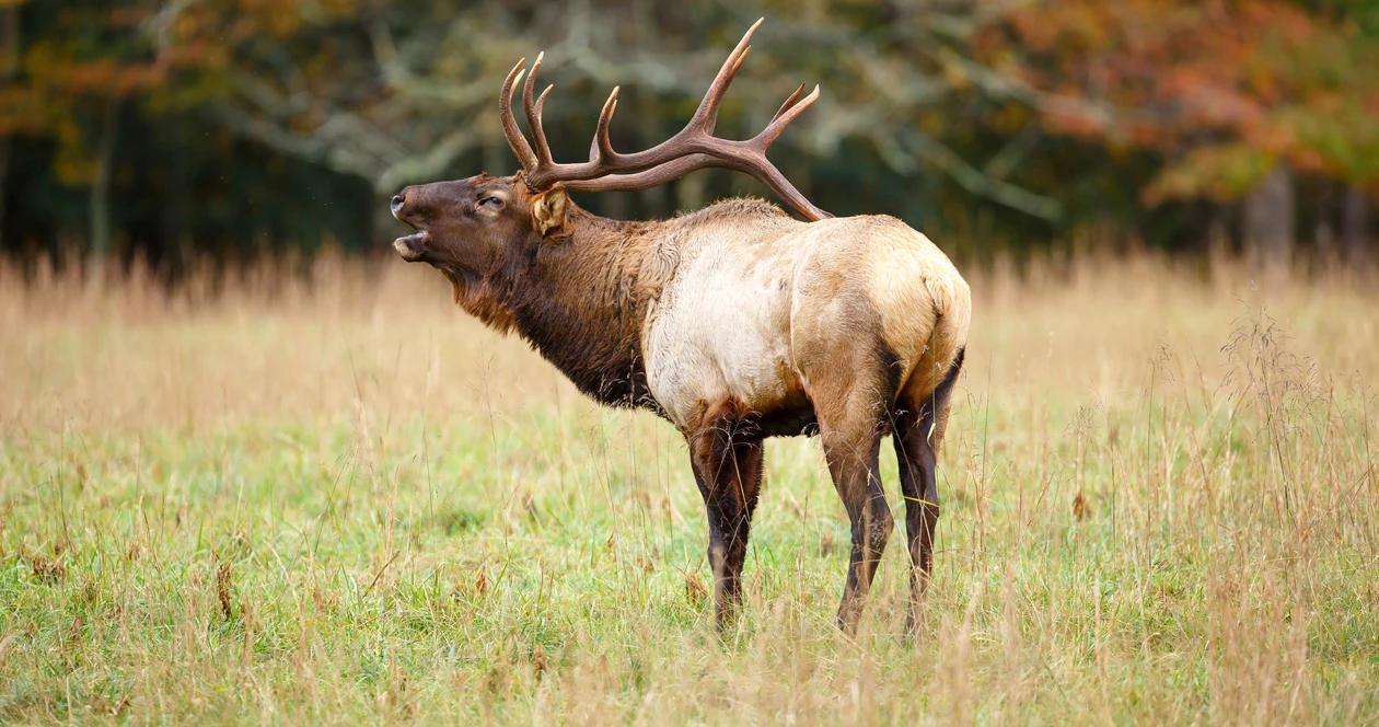 News farmer claims elk damage h1