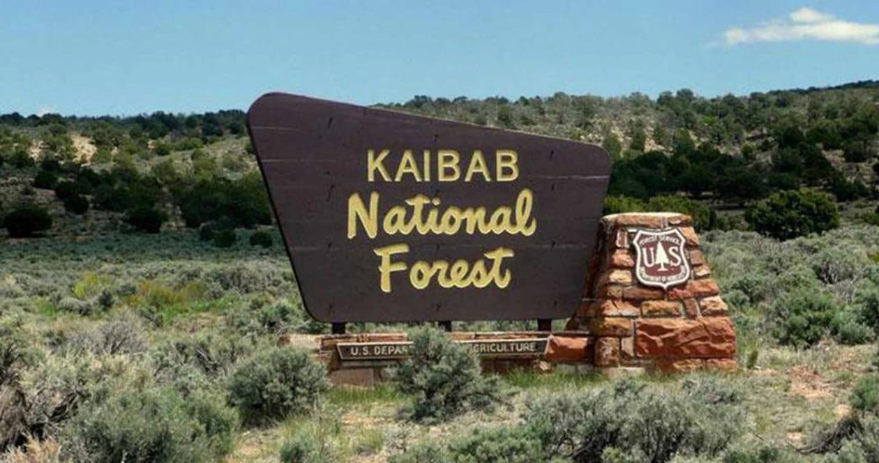 Kaibab_national_forest_h1