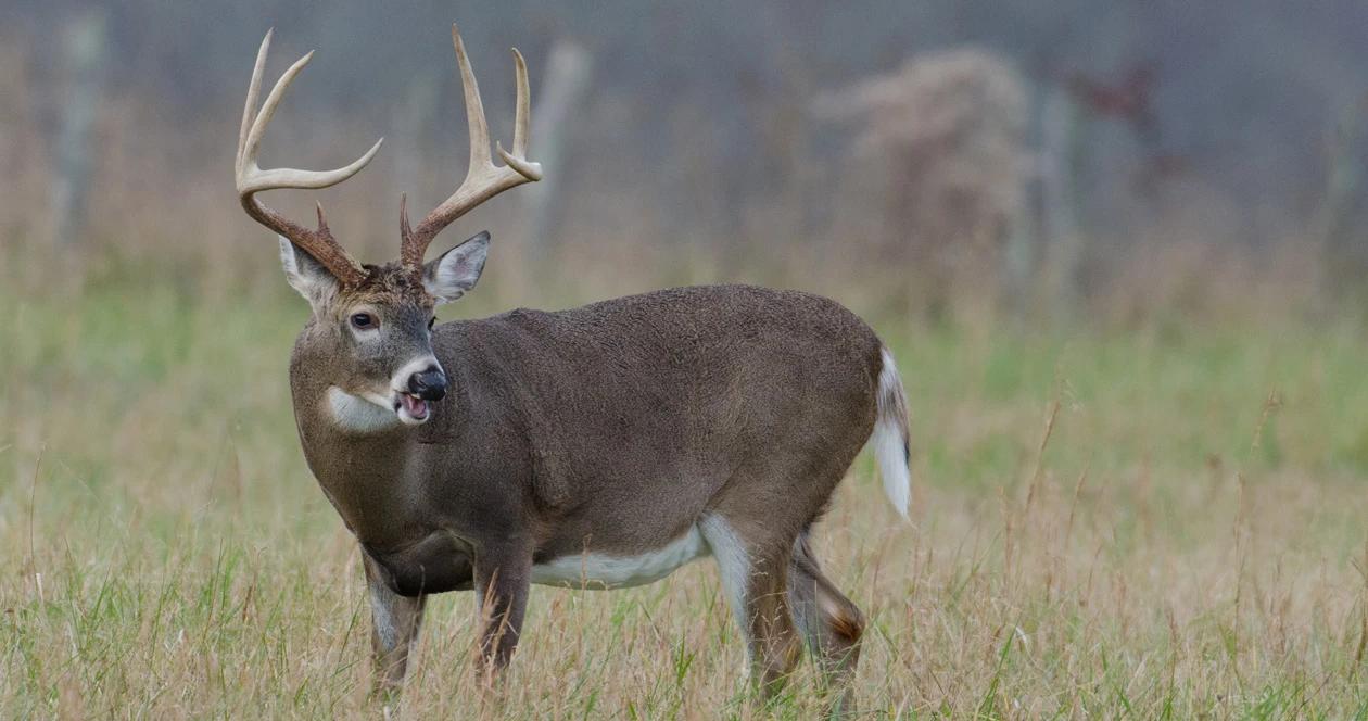 Kansas whitetail deer h1