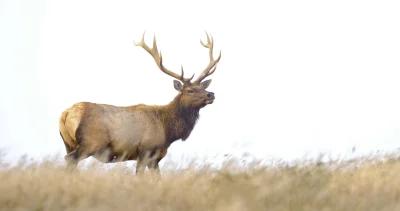 Montana poached elk h1