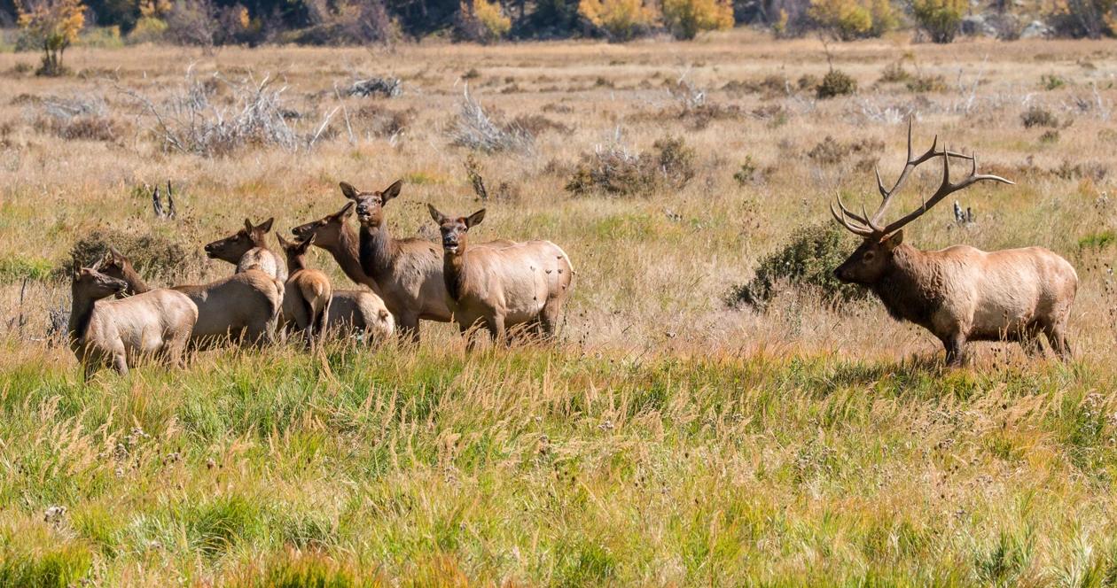 New mexico ranchers sue elk damaging land h1