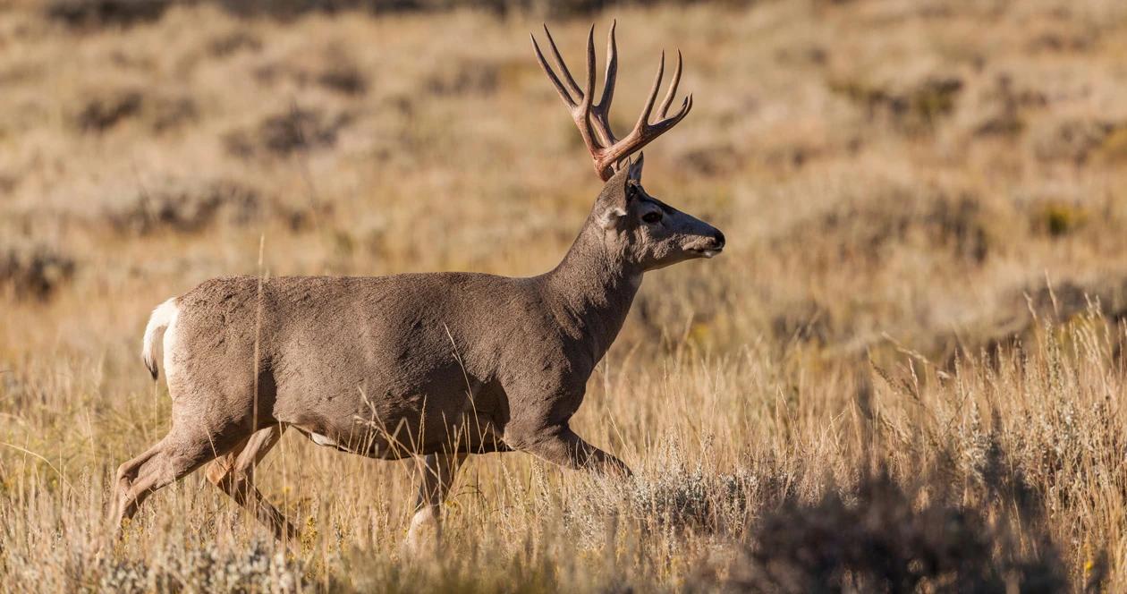 Montana mule deer h1_7