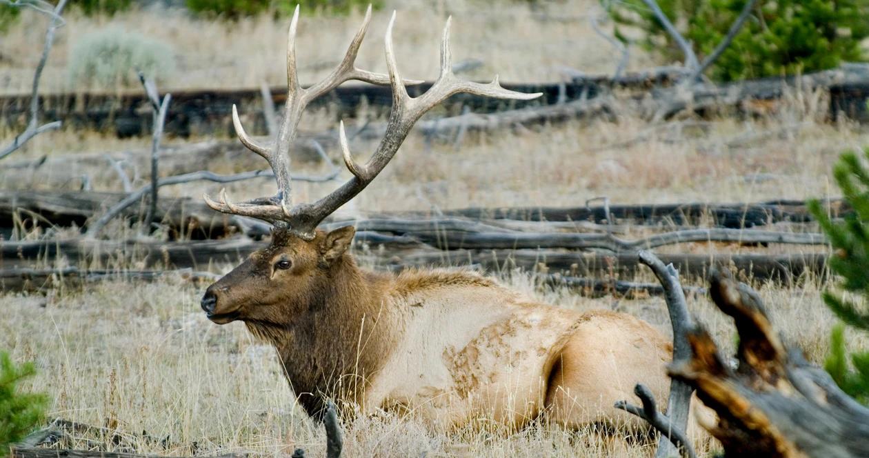Arizona bul elk poached h1