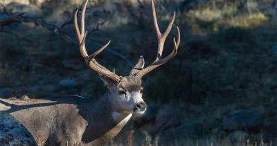 Application Strategy 2022: Wyoming Deer and Antelope