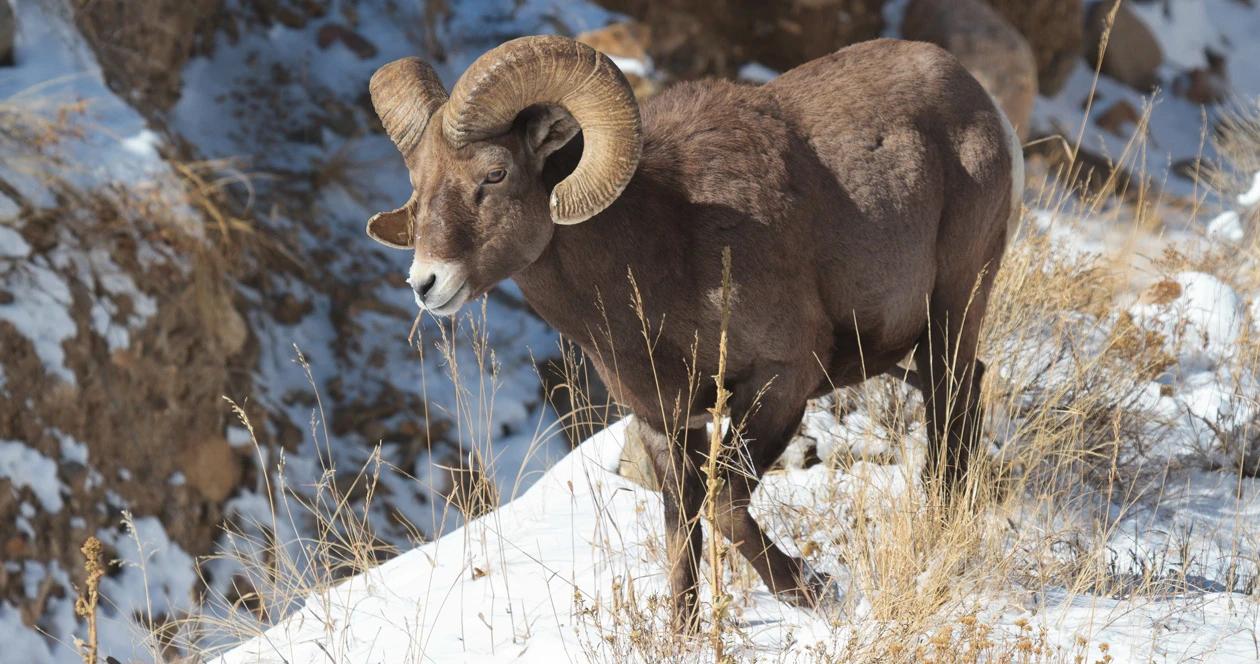 Wyoming bighorn sheep h1_0