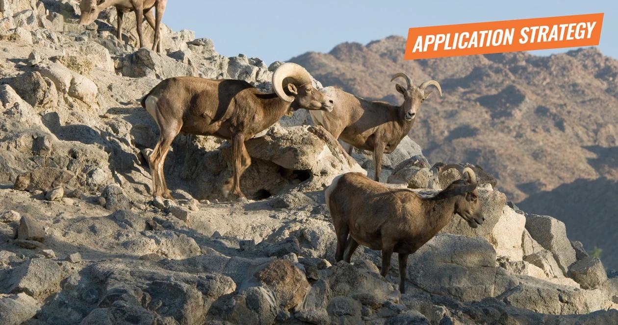 2018 nevada sheep mountain goat application strategy article 1