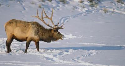Wyoming elk refuge hunt cwd testing 1