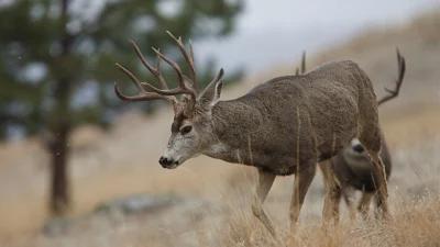 Montana general season mule deer hunting options