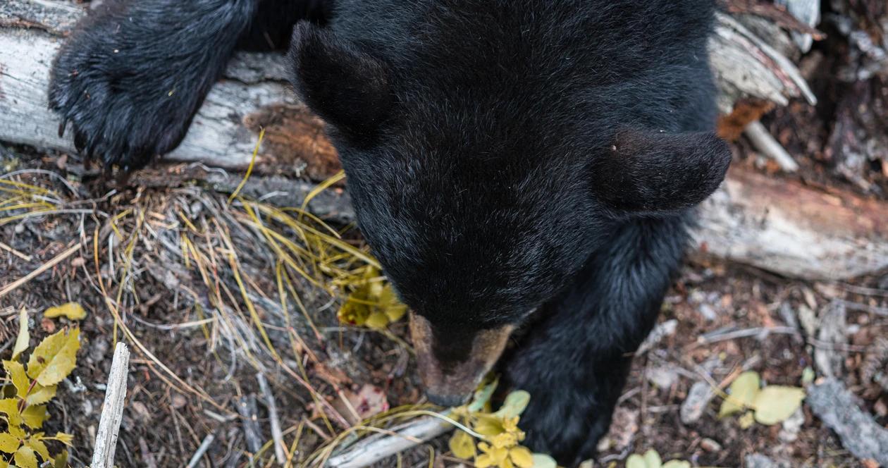 Using insider filtering to find black bear draw hunts 1