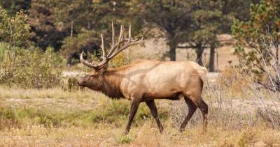 2022 new mexico elk application strategy 1
