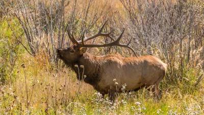 Information on the general any bull elk tag sale date in Utah