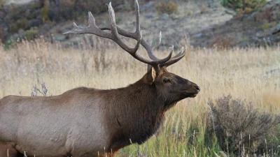 Colorado releases proposed five year big game recommendations