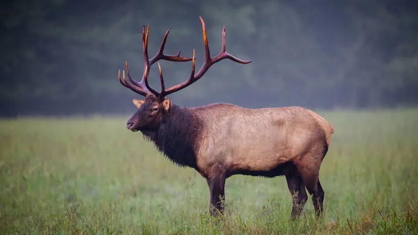Pennsylvania euthanizes trophy bull elk