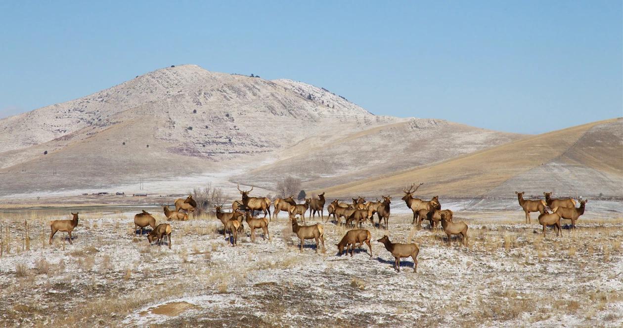 Montana elk feeding h1