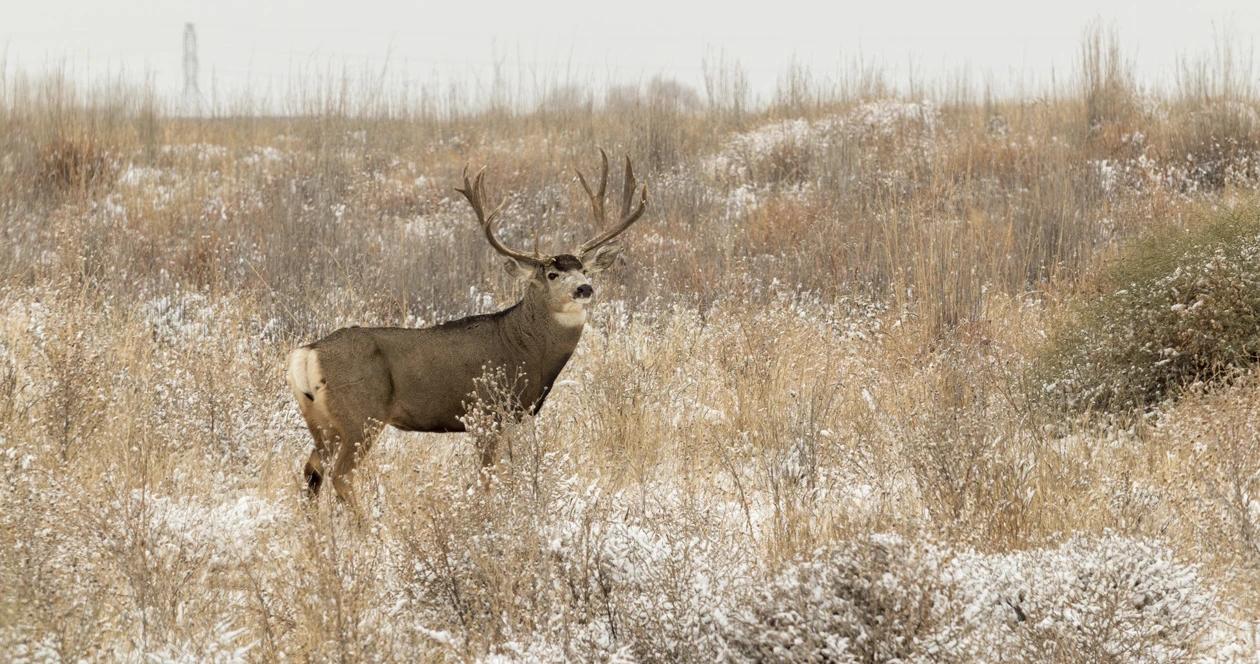 Montana mule deer h1_11
