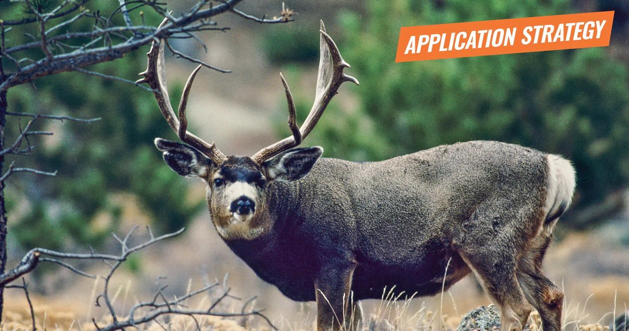 2018 arizona deer sheep bison application strategy article 1