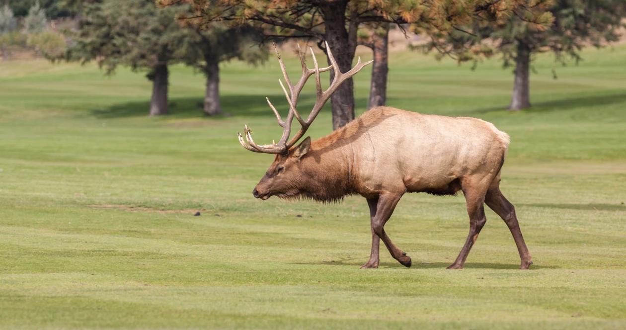 Arkansas elk hunting h1