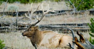 Application Strategy 2023: Arizona elk and antelope