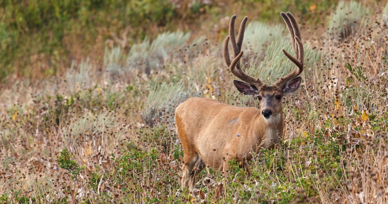 Colorado mule deer h1